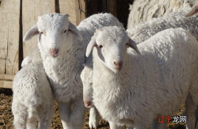 属羊的人将会接二连三的迎来财运,逆袭也不是难事