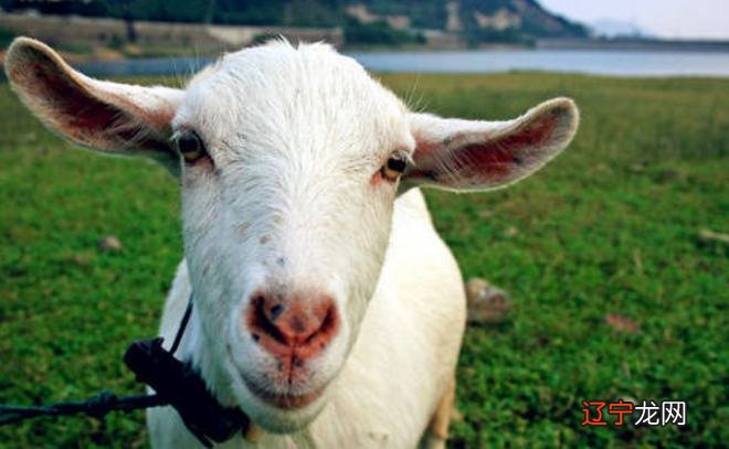 属羊的人将会接二连三的迎来财运,逆袭也不是难事