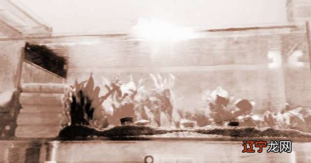 慈世堂:家中养鱼的6大风水,你知道吗?