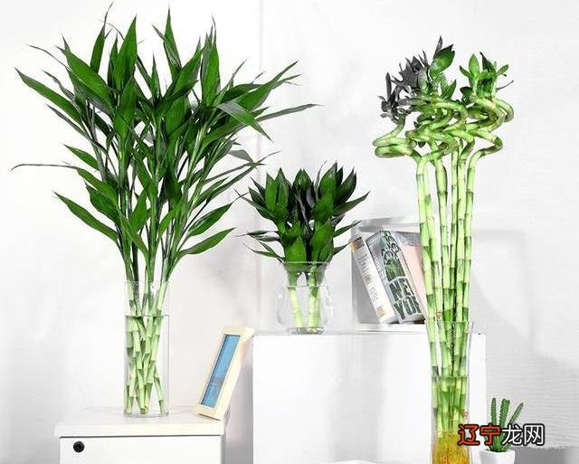 家里养富贵竹,几根招财?几根吉祥?凑个吉利数,好运自然来