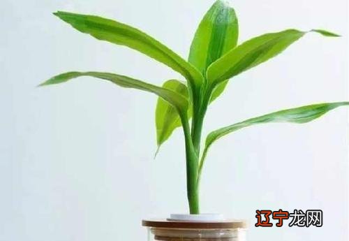 家里养富贵竹,几根招财?几根吉祥?凑个吉利数,好运自然来