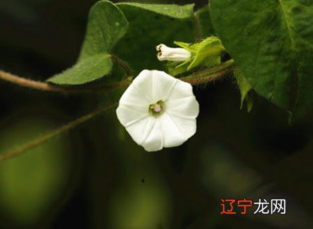 梦见死去的人，做梦梦到已死去的同村人