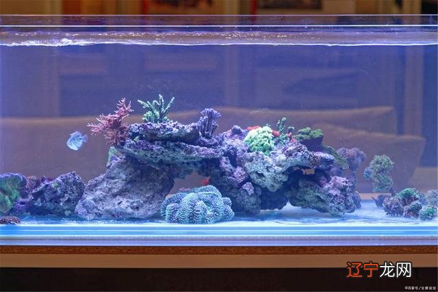 办公室鱼缸摆放位置_鱼缸的摆放位置 风水_办公室鱼缸摆放位置