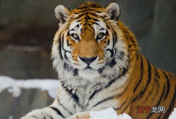 新生儿宝宝属虎人几月出生最好