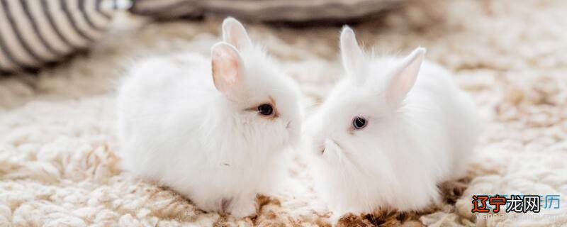 属兔人的性格和脾气 安逸小心生活的兔子