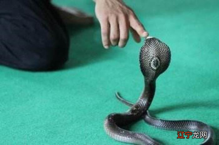 梦见蛇咬别人被打死了是什么意思 梦见蛇咬别人被打死了梦到蛇咬自己被打死了是什么意