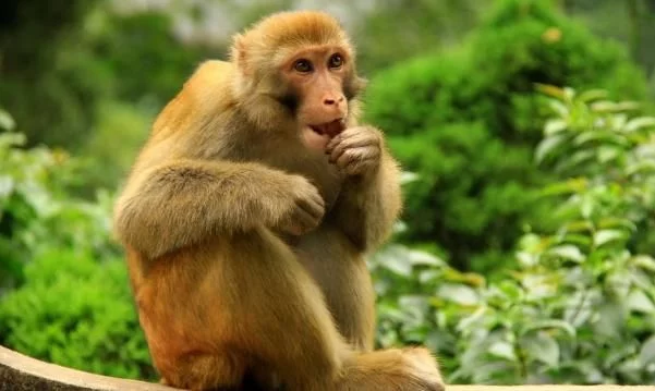 10猴9苦：以下3个年份出生的属猴人天生“皇帝命”，看看你家有吗