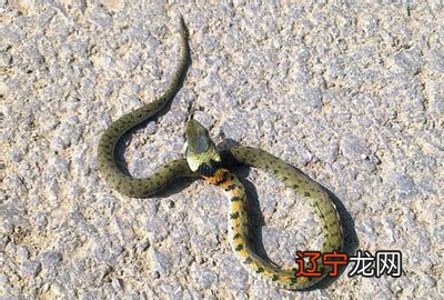 农历3月出生的属蛇人命运