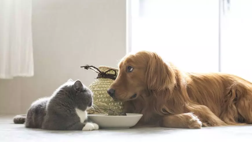 养猫会带来什么运气怎么转运猫是一种灵性动物