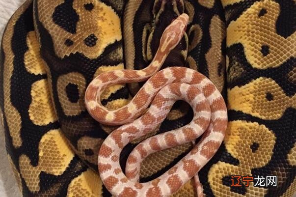 属蛇女最佳上等婚配:遇到这三种属相的男人不用多想直接嫁