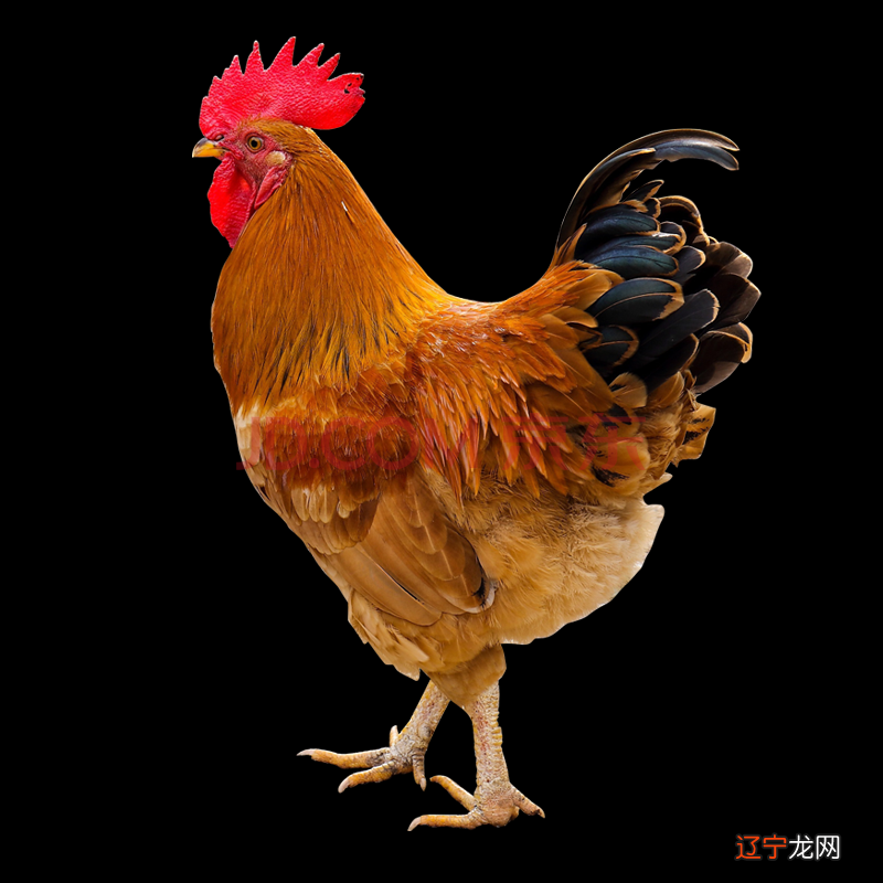 2017年出生属鸡的人今年0岁常与权威抗衡