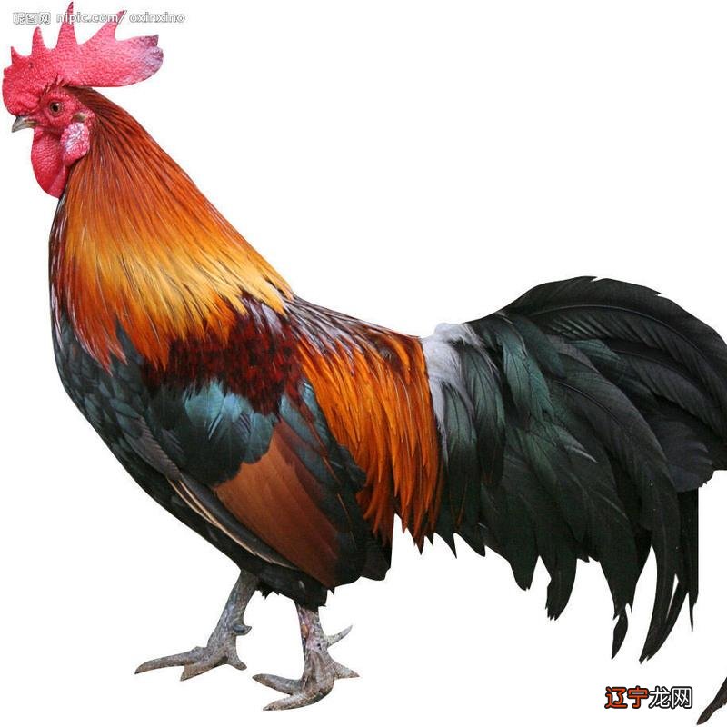 2017年出生属鸡的人今年0岁常与权威抗衡