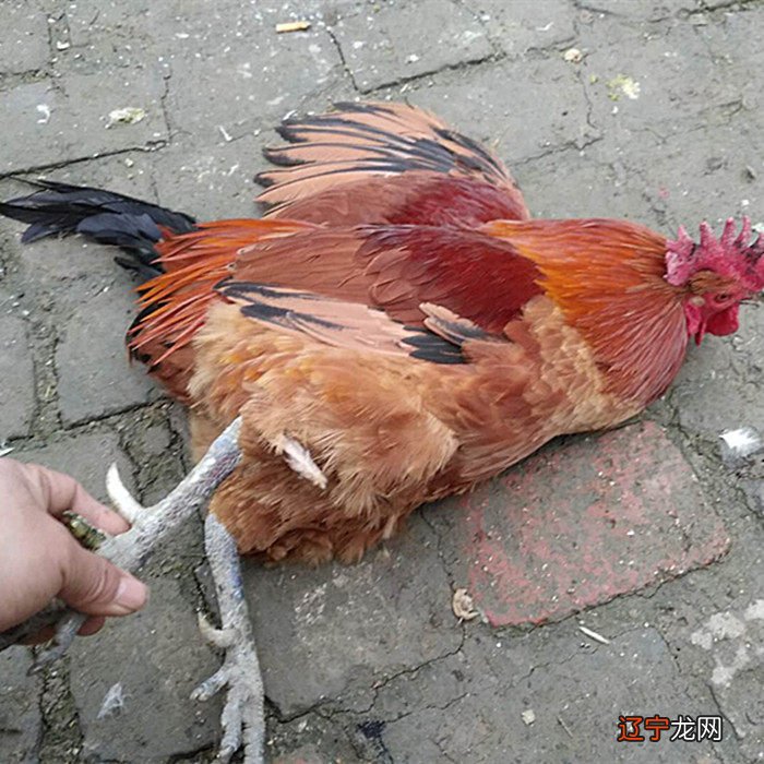 2017年出生属鸡的人今年0岁常与权威抗衡