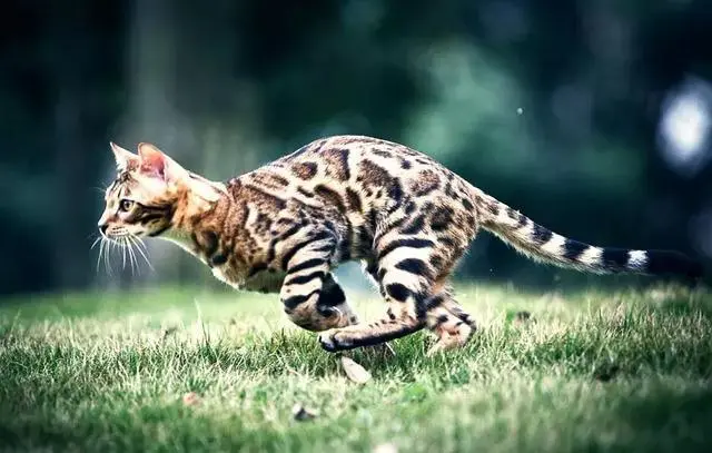 做梦梦到猫是什么意思