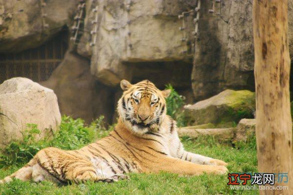 2022年4月属虎的运势好不好 2022年4月属虎的运势如何