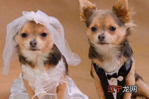 属狗的今年多大2017年