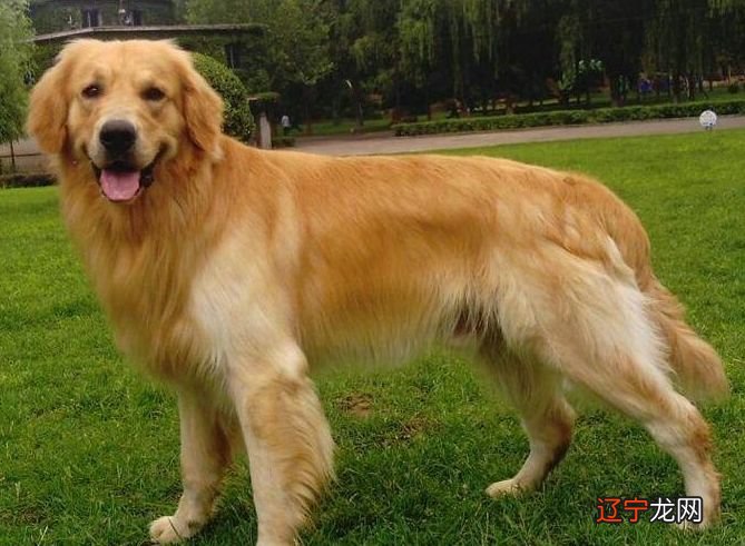 属狗的今年多大2017年