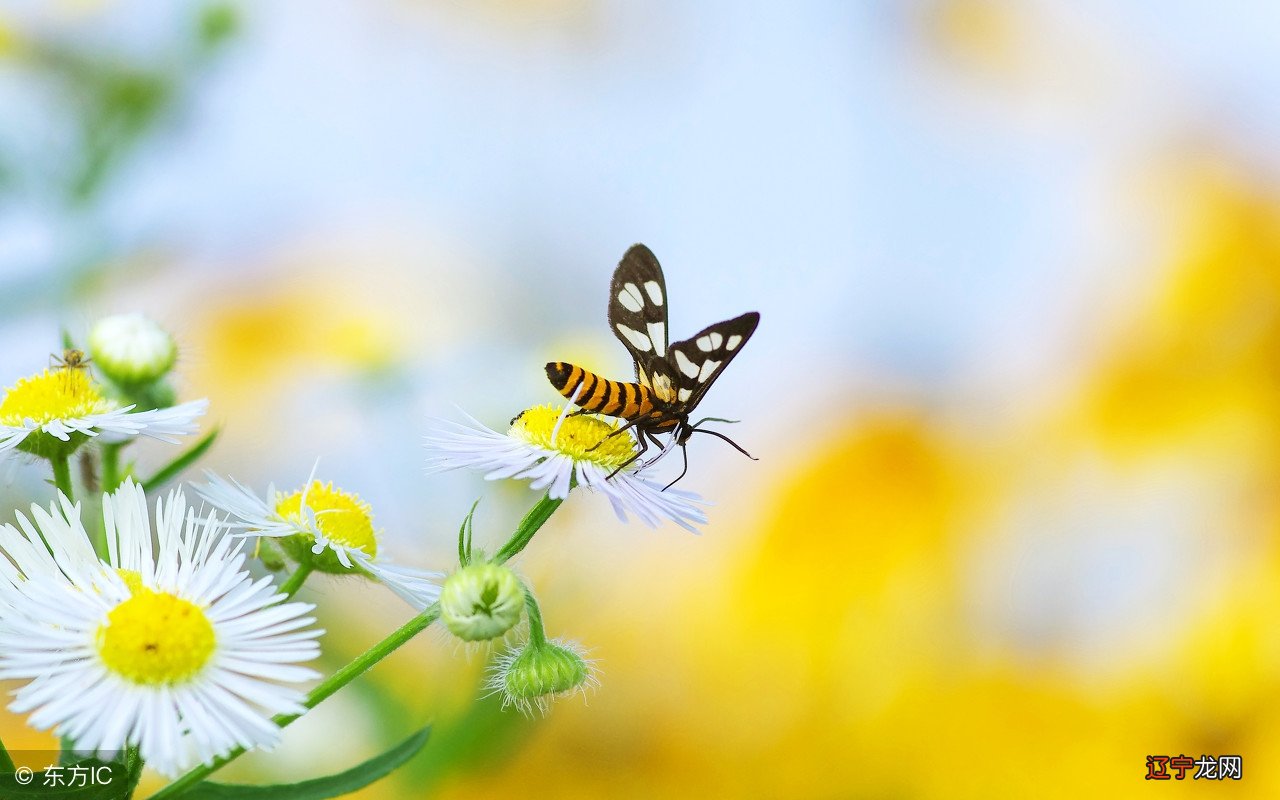 星运06.24|狮子财路非常多样化,摩羯会有重大表现机会!