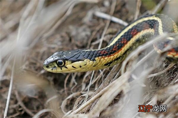 风水堂:梦见一群蛇是什么意思?