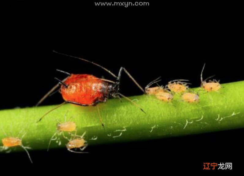 梦见吃鸡头 易道风水命理:啥意思对现实世界的“再”认识