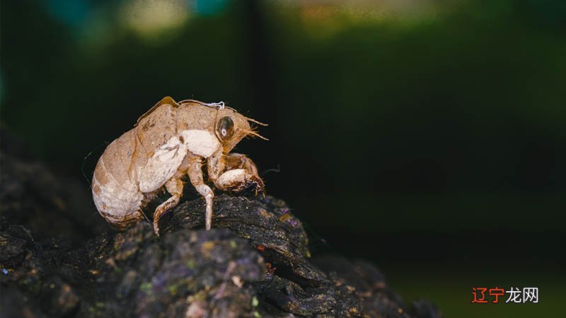 梦见吃鸡头 易道风水命理:啥意思对现实世界的“再”认识