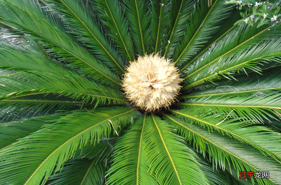 求签铁树开花 说女人铁树开花