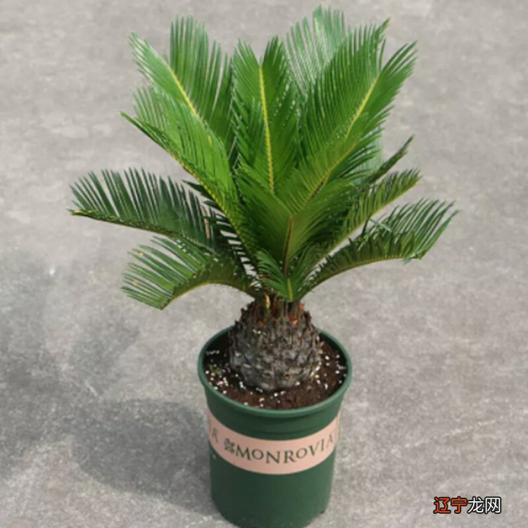 新闻说铁树开花了吗_听说1976年,铁树开花是真的吗?