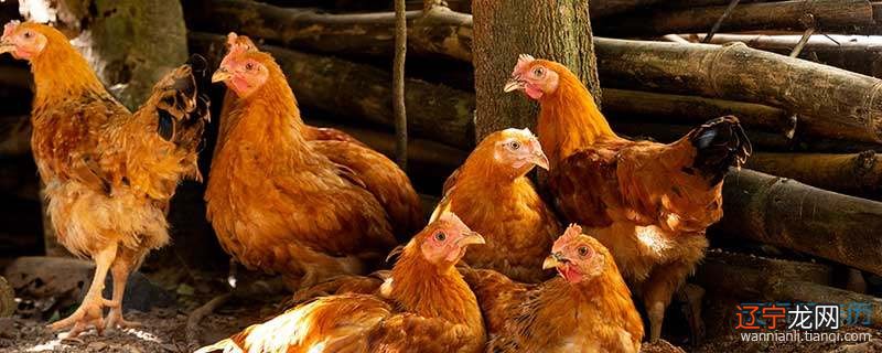 梦见抱鸡什么征兆 梦见抱鸡好不好