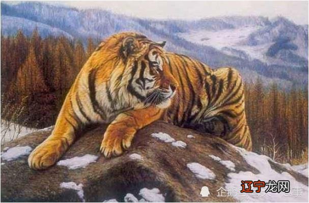 虎年出生人的命运_属牛人出生时辰命运_虎年出生74年命运