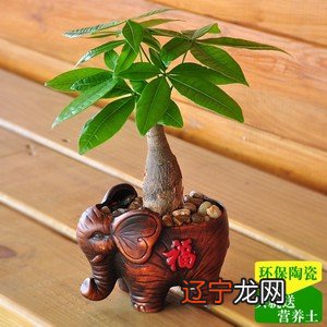 散尾葵风水用途，你了不了解