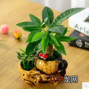 散尾葵风水用途，你了不了解