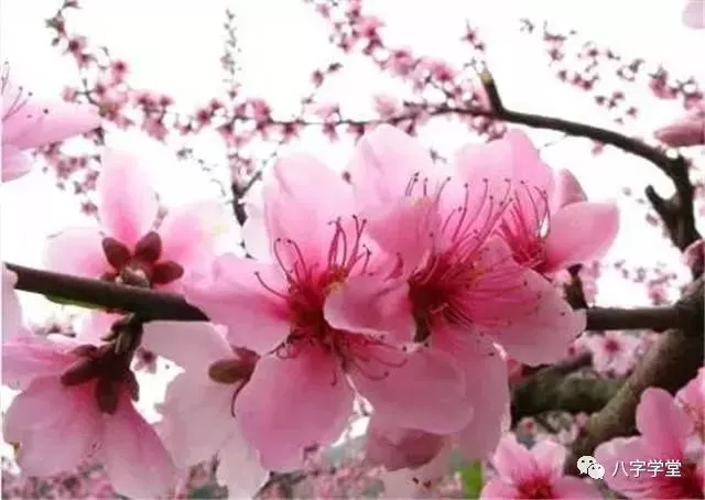 命犯桃花怎么破 我命犯桃花一生感情坎坷怎么办