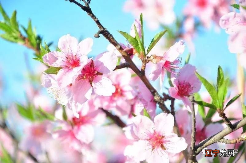 命犯桃花怎么破 我命犯桃花一生感情坎坷怎么办