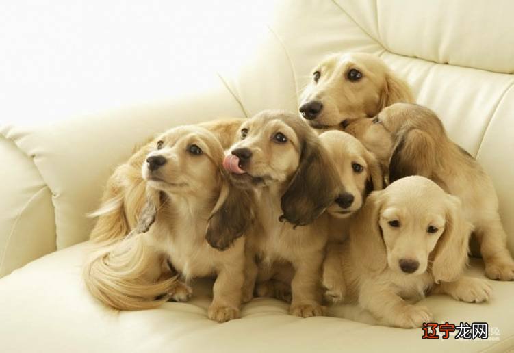 属狗的属相婚配表