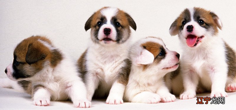 属狗的属相婚配表