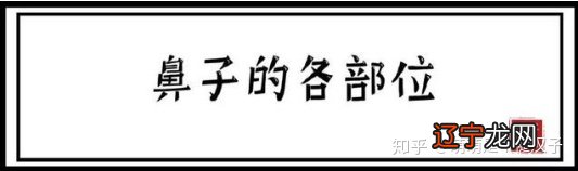 十五种鼻型,你属于哪一种?