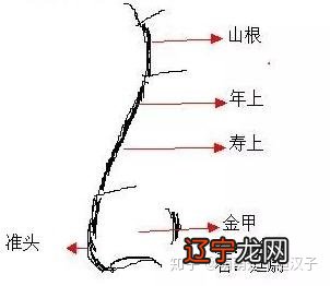 十五种鼻型,你属于哪一种?