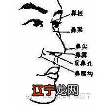 十五种鼻型,你属于哪一种?