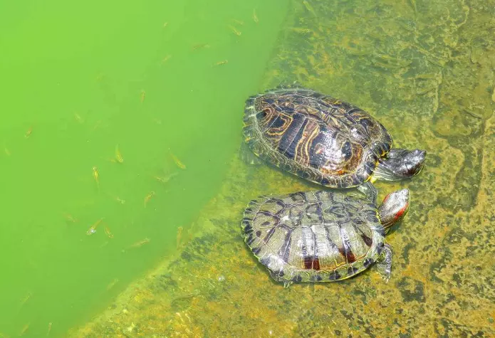 养龟有什么风水说法?问养龟的风水讲究