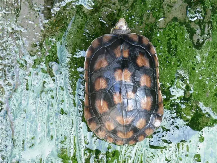 养龟有什么风水说法?问养龟的风水讲究