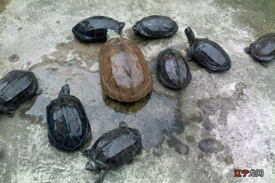 养龟有什么风水说法?问养龟的风水讲究