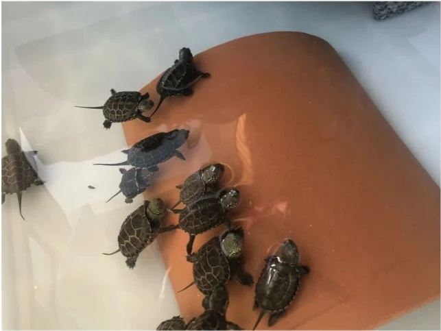 养龟有什么风水说法?问养龟的风水讲究