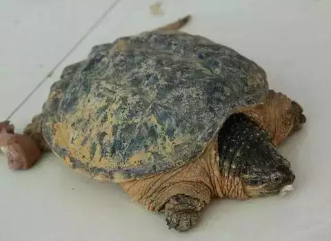 养龟有什么风水说法?问养龟的风水讲究