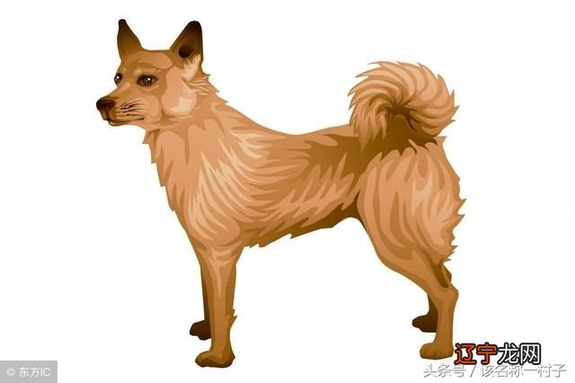 1982年属狗的人2018年运程