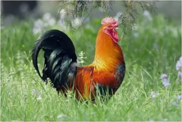 2018年属鸡的今年多大了