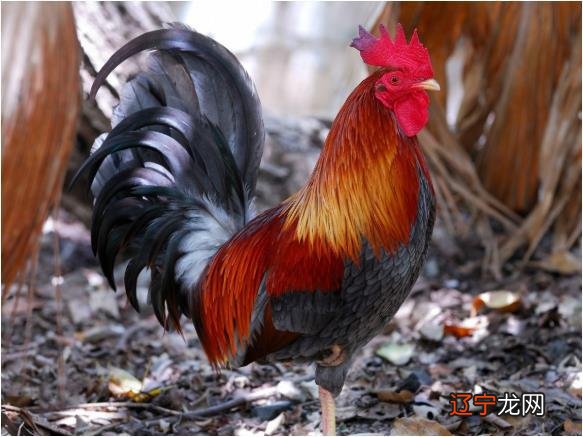 2018年属鸡的今年多大了