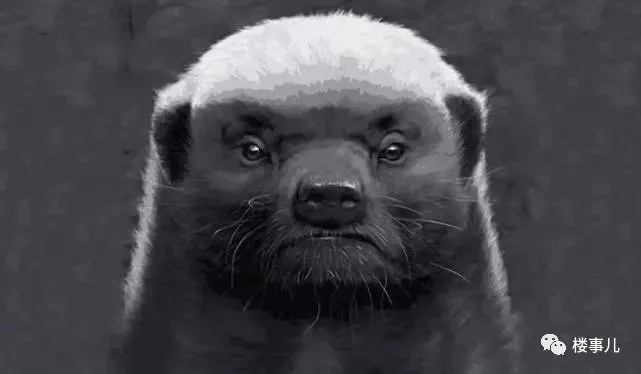 骁勇，背信弃义，无底线