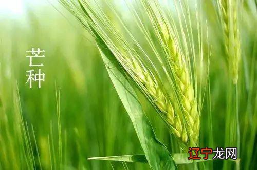 2020年芒种什么时候?芒种后九天交运芒种后九天是几号?