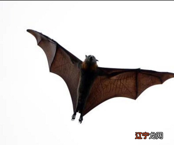 蝙蝠飞进屋里是吉是凶 蝙蝠飞进家里预示什么 蝙蝠入屋是不吉利的