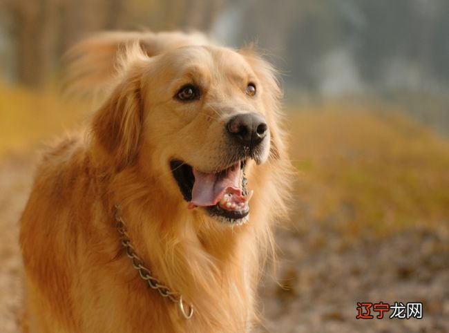 梦见狗把我手里的东西抢走了